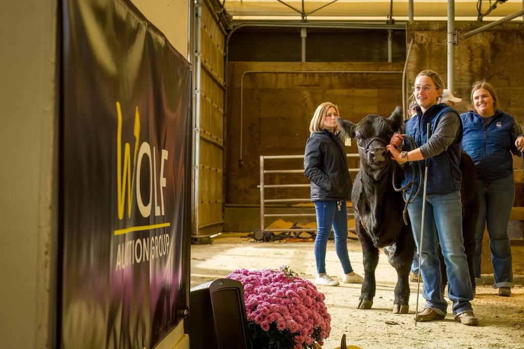 A handler showing a steer in the sale ring beside the Wolf Auction Group banner