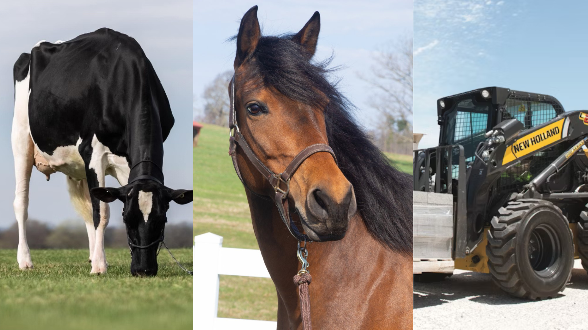 Dairy cow, horse, and skid steer loader: the three sides of our sale ring